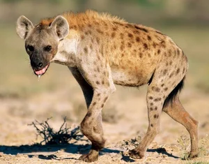 Unveiling the Truth About the Honey Badger: Nature's Most Fearless Creature - image 2