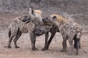 Unveiling the Truth About the Honey Badger: Nature's Most Fearless Creature - image 14