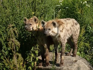 Unveiling the Truth About the Honey Badger: Nature's Most Fearless Creature - image 8