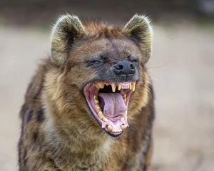 Unveiling the Truth About the Honey Badger: Nature's Most Fearless Creature - image 11