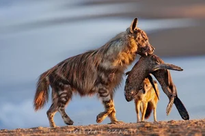 Unveiling the Truth About the Honey Badger: Nature's Most Fearless Creature - image 12