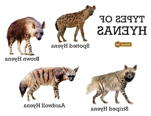 Unveiling the Truth About the Honey Badger: Nature's Most Fearless Creature - image 1