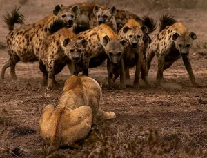 Unveiling the Truth About the Honey Badger: Nature's Most Fearless Creature - image 4