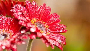 Stunning Wallpapers: Love, Life, and Nature Backgrounds for Your Devices - image 12