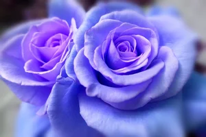 Stunning Wallpapers: Love, Life, and Nature Backgrounds for Your Devices - image 16