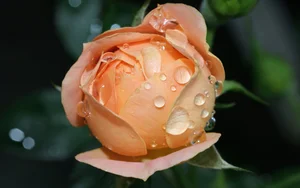 Stunning Wallpapers: Love, Life, and Nature Backgrounds for Your Devices - image 10