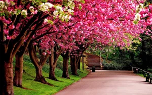 Stunning Wallpapers: Love, Life, and Nature Backgrounds for Your Devices - image 6
