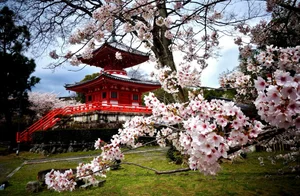 Stunning Wallpapers: Love, Life, and Nature Backgrounds for Your Devices - image 1