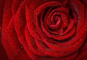 Stunning Wallpapers: Love, Life, and Nature Backgrounds for Your Devices - image 22