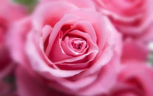 Stunning Wallpapers: Love, Life, and Nature Backgrounds for Your Devices - image 11
