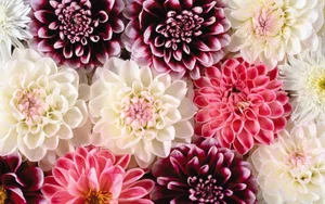 Stunning Wallpapers: Love, Life, and Nature Backgrounds for Your Devices - image 23