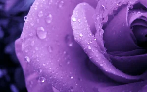 Stunning Wallpapers: Love, Life, and Nature Backgrounds for Your Devices - image 0