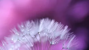 Stunning Wallpapers: Love, Life, and Nature Backgrounds for Your Devices - image 24