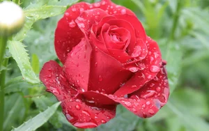 Stunning Wallpapers: Love, Life, and Nature Backgrounds for Your Devices - image 4