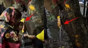 The Mystery of the Ancient Phoenix Tree Crying Holy Water Explained - image 0