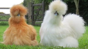 Exotic Vietnamese Chicken Breeds That Are Highly Sought After by Wealthy Collectors - image 6