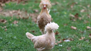 Exotic Vietnamese Chicken Breeds That Are Highly Sought After by Wealthy Collectors - image 8