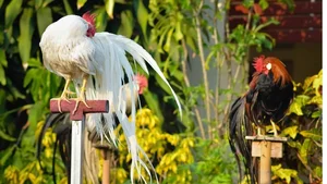 Exotic Vietnamese Chicken Breeds That Are Highly Sought After by Wealthy Collectors - image 5