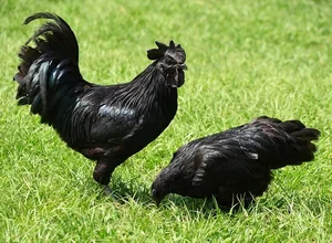 Exotic Vietnamese Chicken Breeds That Are Highly Sought After by Wealthy Collectors - image 9
