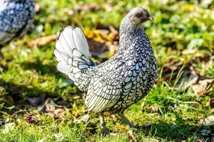 Exotic Vietnamese Chicken Breeds That Are Highly Sought After by Wealthy Collectors - image 0