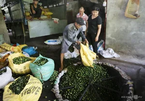 Areca Nut Boom: Farmers Celebrate Record-High Prices During Harvest Season - image 2