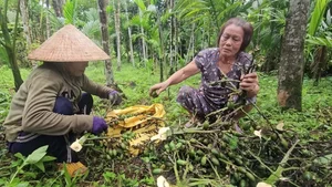 Areca Nut Boom: Farmers Celebrate Record-High Prices During Harvest Season - image 10