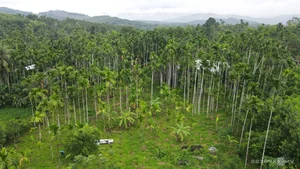 Areca Nut Boom: Farmers Celebrate Record-High Prices During Harvest Season - image 8