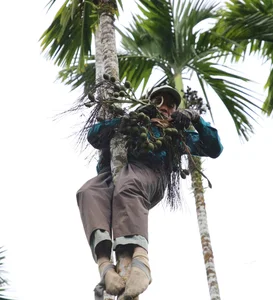 Areca Nut Boom: Farmers Celebrate Record-High Prices During Harvest Season - image 7