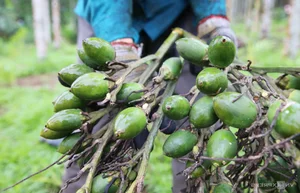 Areca Nut Boom: Farmers Celebrate Record-High Prices During Harvest Season - image 6