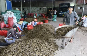 Areca Nut Boom: Farmers Celebrate Record-High Prices During Harvest Season - image 9