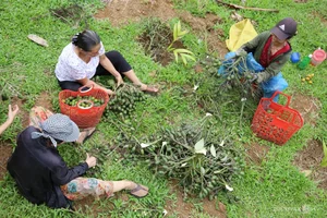 Areca Nut Boom: Farmers Celebrate Record-High Prices During Harvest Season - image 0