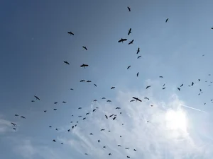 Rare Bird Species Thought Extinct Reappears in Vietnam, Defying Conservation Odds - image 2