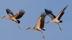 Rare Bird Species Thought Extinct Reappears in Vietnam, Defying Conservation Odds - image 1