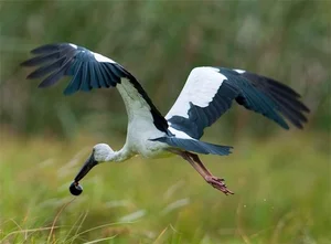 Rare Bird Species Thought Extinct Reappears in Vietnam, Defying Conservation Odds - image 0