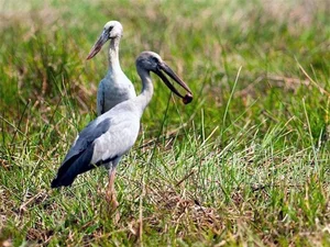 Rare Bird Species Thought Extinct Reappears in Vietnam, Defying Conservation Odds - image 3