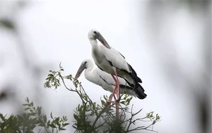 Rare Bird Species Thought Extinct Reappears in Vietnam, Defying Conservation Odds - image 5