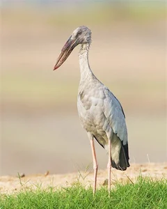 Rare Bird Species Thought Extinct Reappears in Vietnam, Defying Conservation Odds - image 4