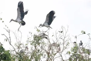 Rare Bird Species Thought Extinct Reappears in Vietnam, Defying Conservation Odds - image 6