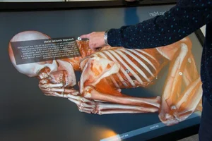 Scientists Unravel Secrets of World's Oldest Mummy with Mysterious Red Hair - image 1