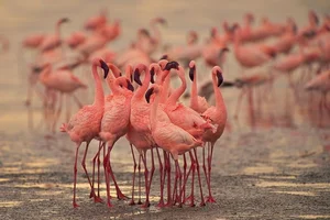 The Petrifying Mystery of Lake Natron: Africa's 'Blood Lake' - image 3