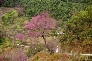 To Day Flower Season: The Pink Blossom Wonderland of Mu Cang Chai - image 0