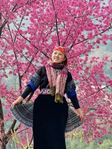 To Day Flower Season: The Pink Blossom Wonderland of Mu Cang Chai - image 1