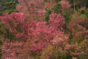 To Day Flower Season: The Pink Blossom Wonderland of Mu Cang Chai - image 5