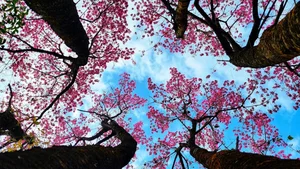 To Day Flower Season: The Pink Blossom Wonderland of Mu Cang Chai - image 6