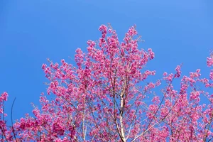 To Day Flower Season: The Pink Blossom Wonderland of Mu Cang Chai - image 4