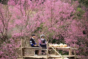 To Day Flower Season: The Pink Blossom Wonderland of Mu Cang Chai - image 7