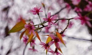 To Day Flower Season: The Pink Blossom Wonderland of Mu Cang Chai - image 3