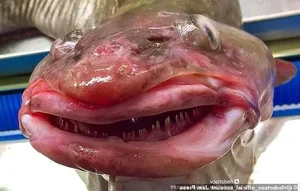 Mysterious Alien-Like Deep Sea Creature Caught by Fisherman - image 5
