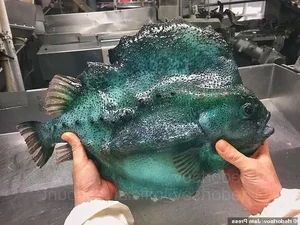 Mysterious Alien-Like Deep Sea Creature Caught by Fisherman - image 0