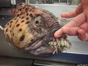 Mysterious Alien-Like Deep Sea Creature Caught by Fisherman - image 3
